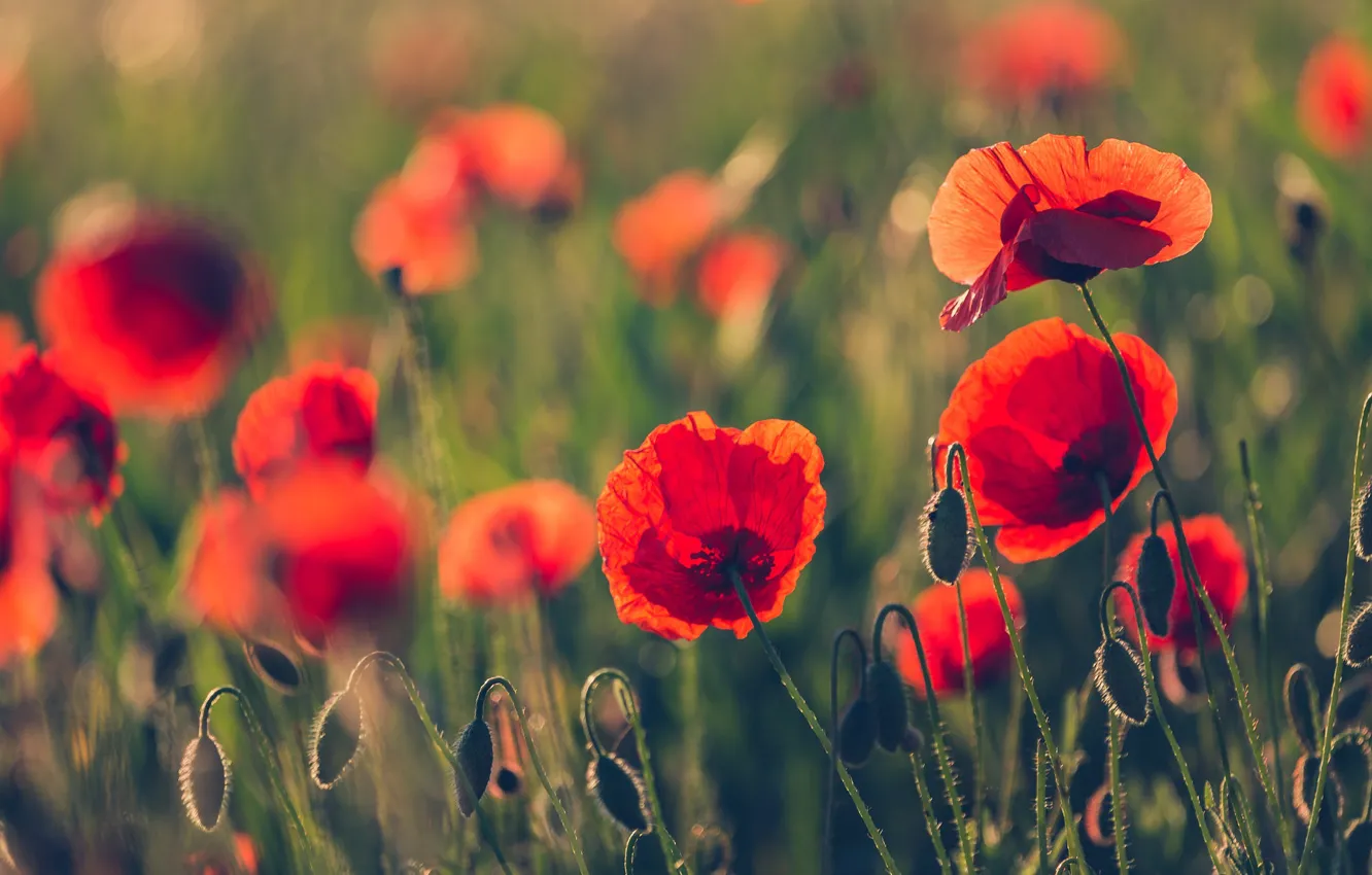 Фото обои цветы, красный, маки, боке, маковое поле
