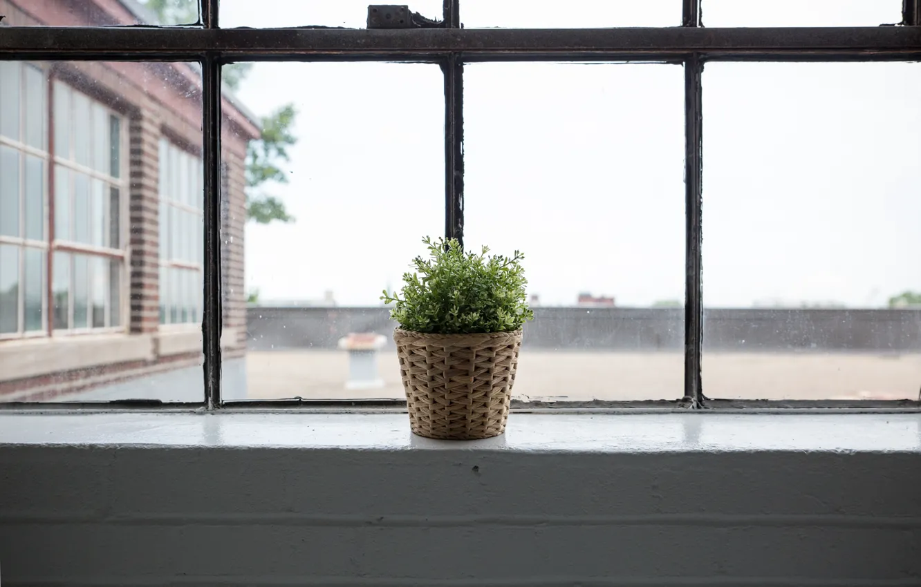 Фото обои растение, окно, горшок