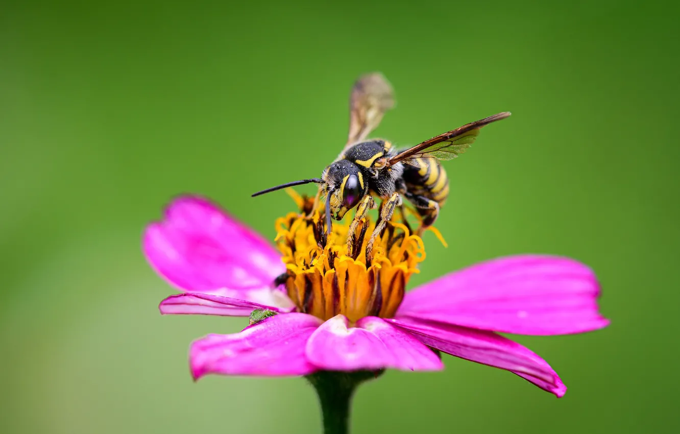 Фото обои цветок, макро, пчела, цинния, Rodrigo Godinez