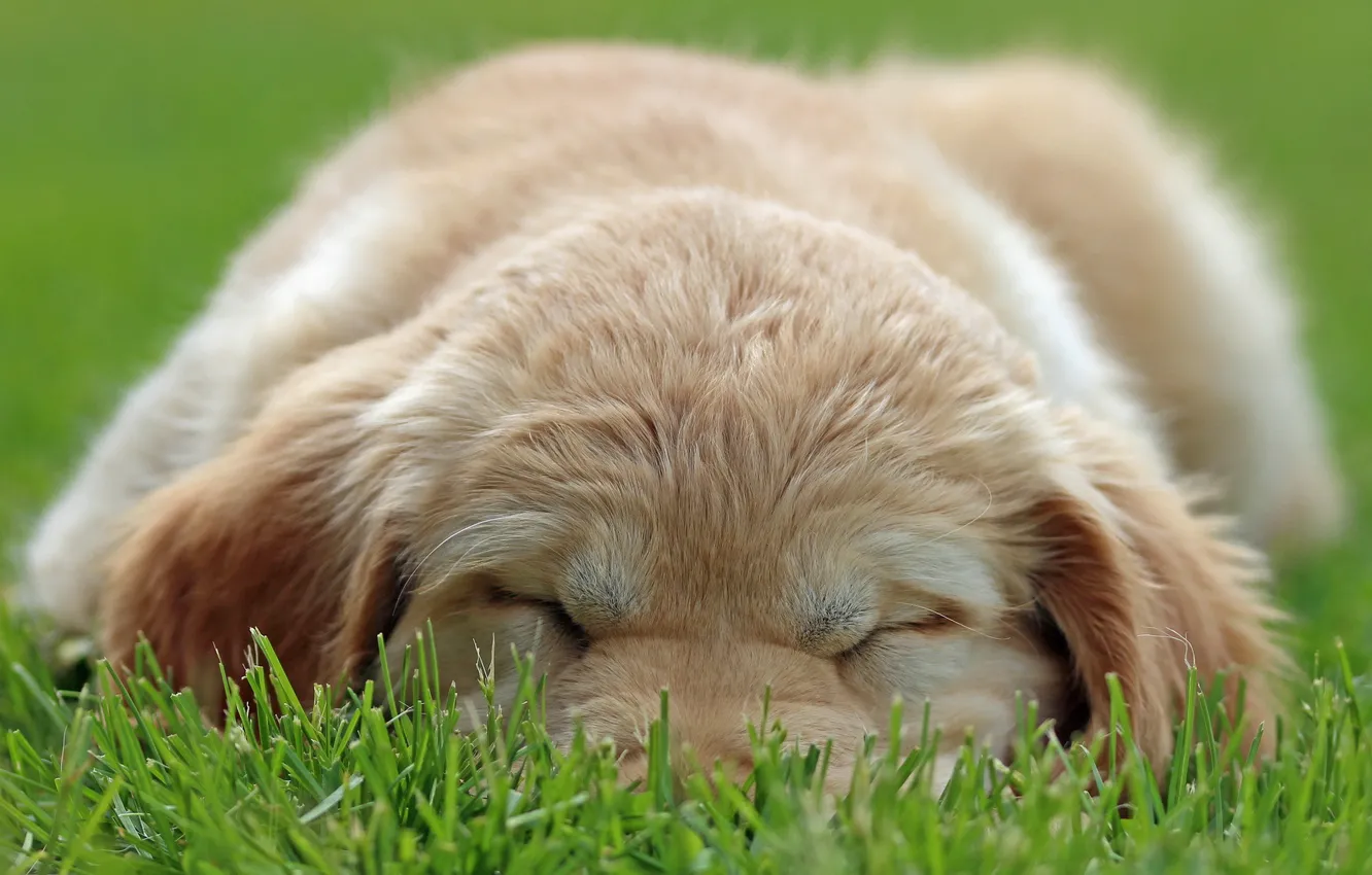 Фото обои трава, собака, щенок