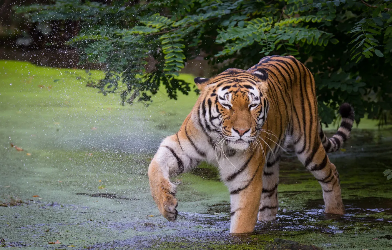 Фото обои тигр, поза, лапа, купание, водоем