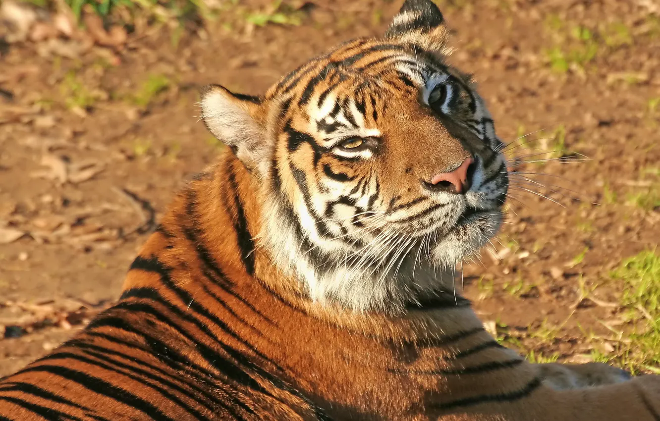 Фото обои усы, морда, тигр, довольный взгляд, домашняя полосатая кошка