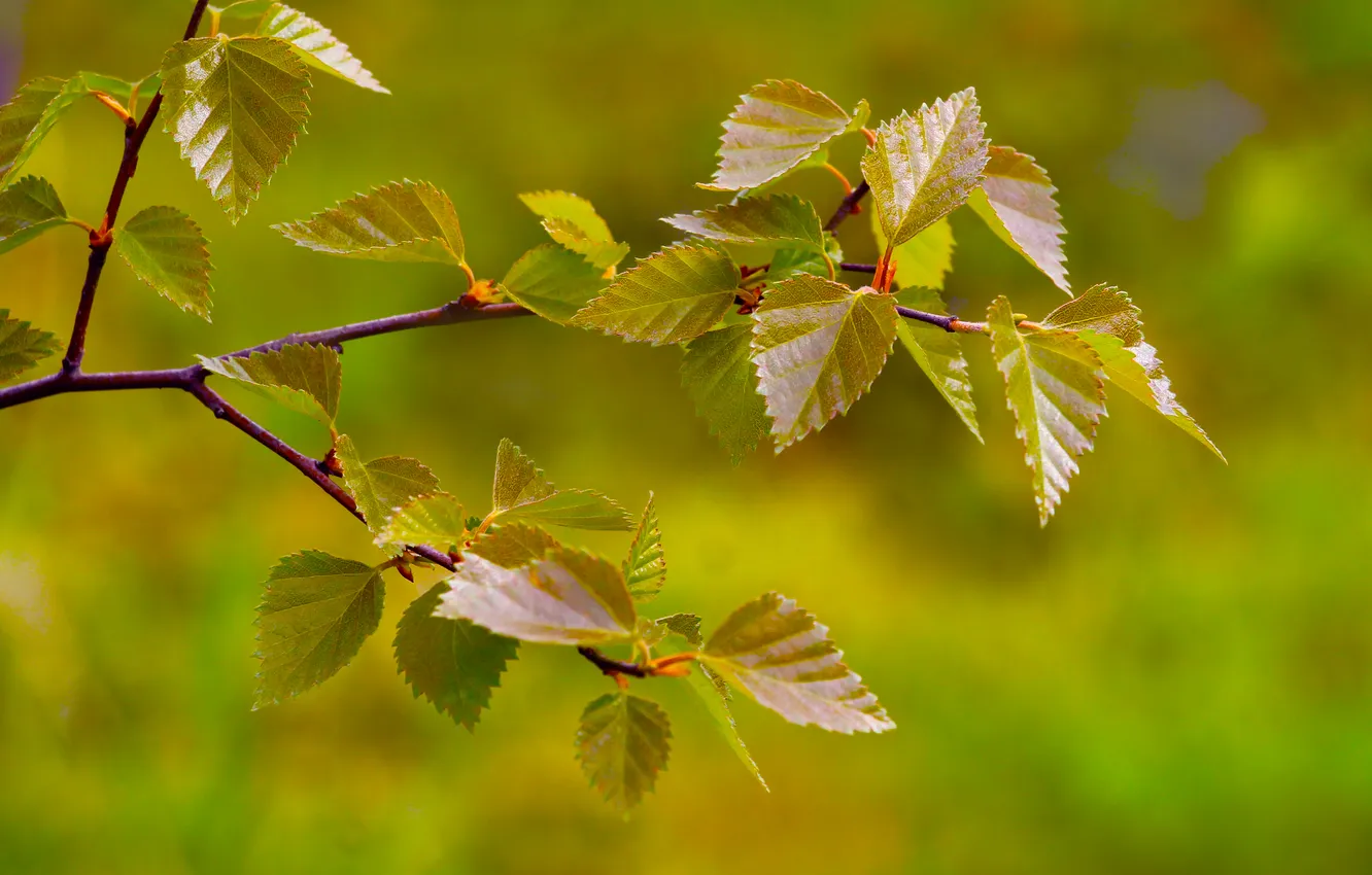 Фото обои spring, leaf, twig