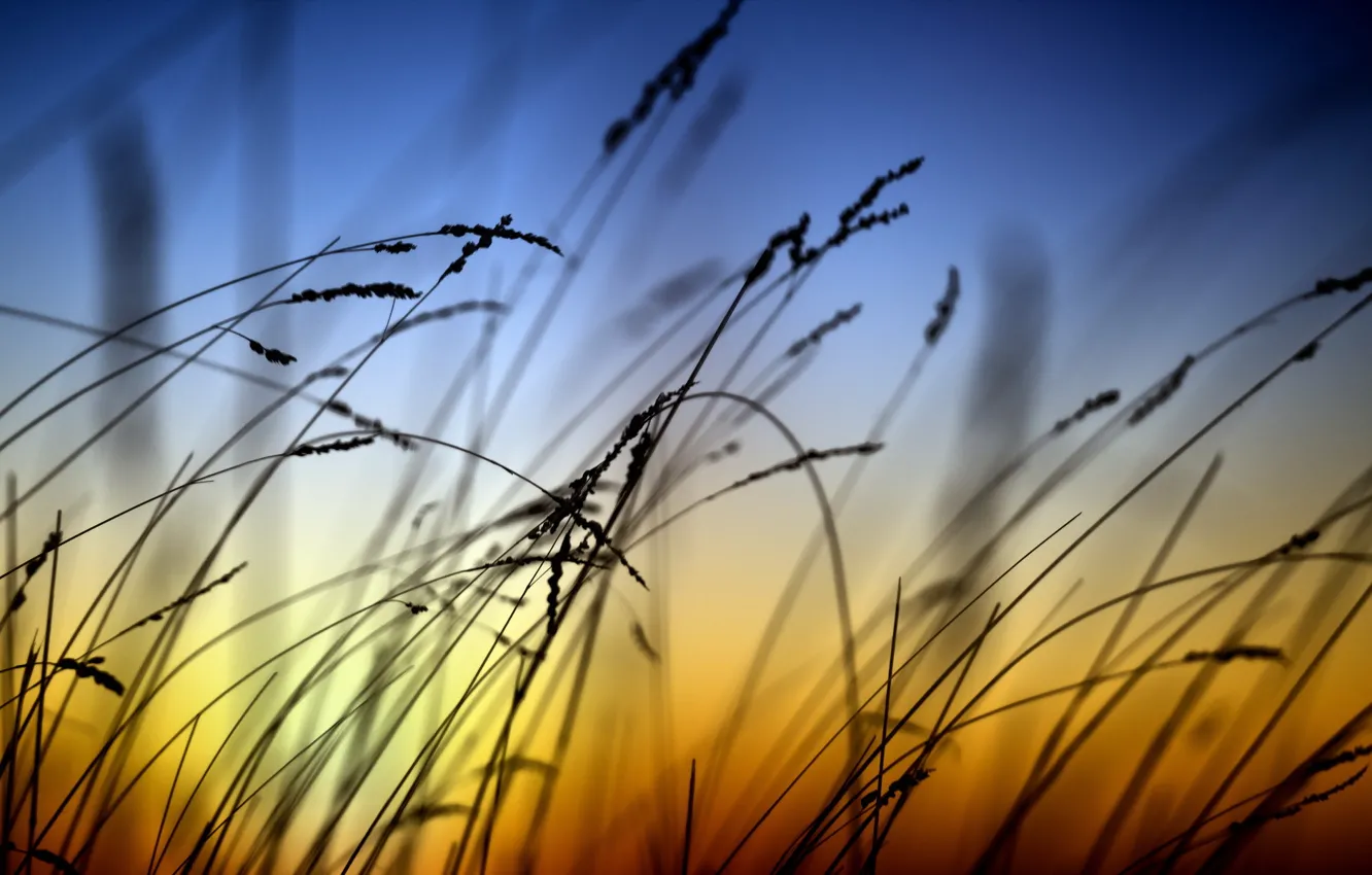 Фото обои трава, закат, фон