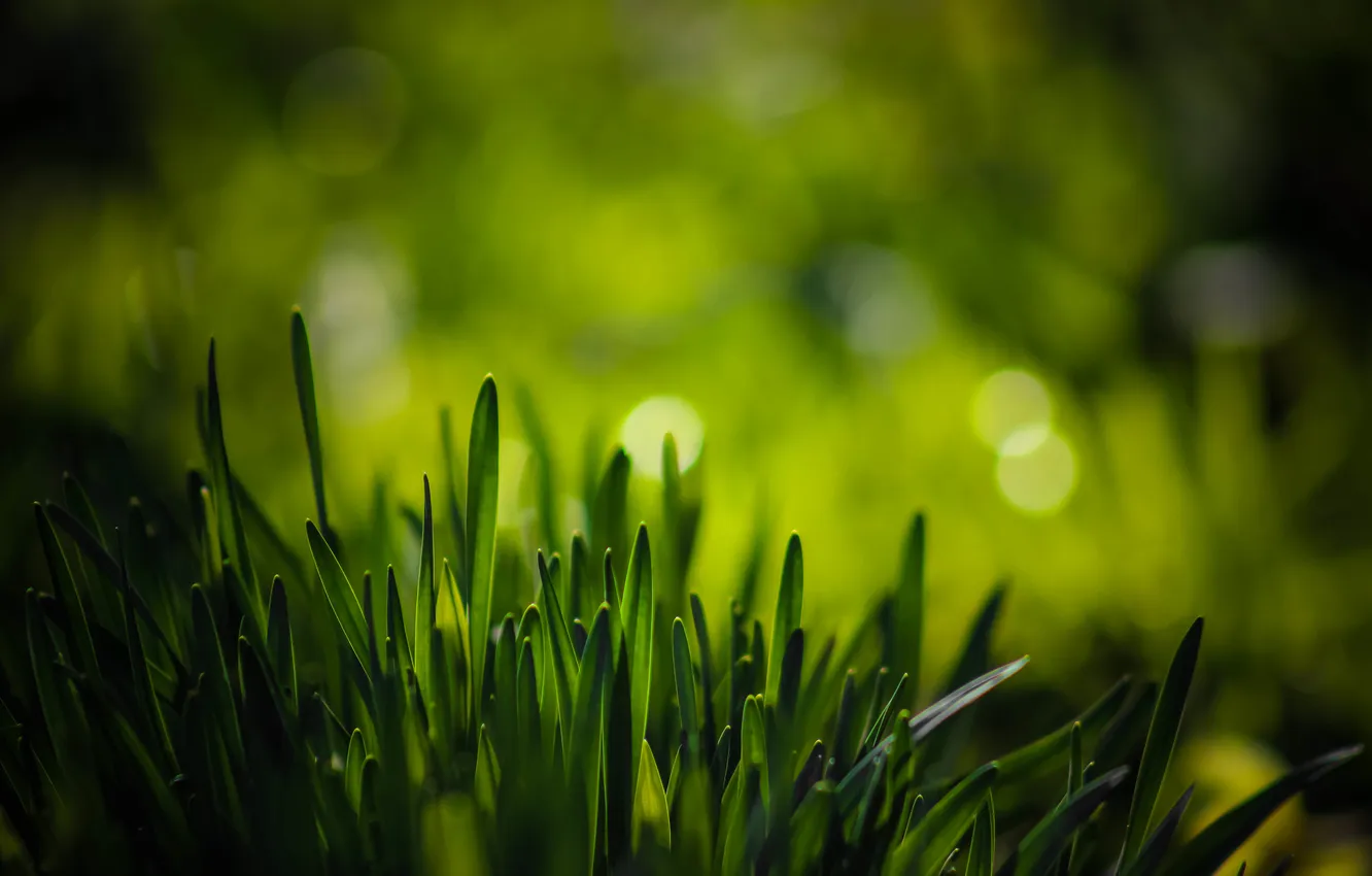 Фото обои зелень, трава, макро, боке
