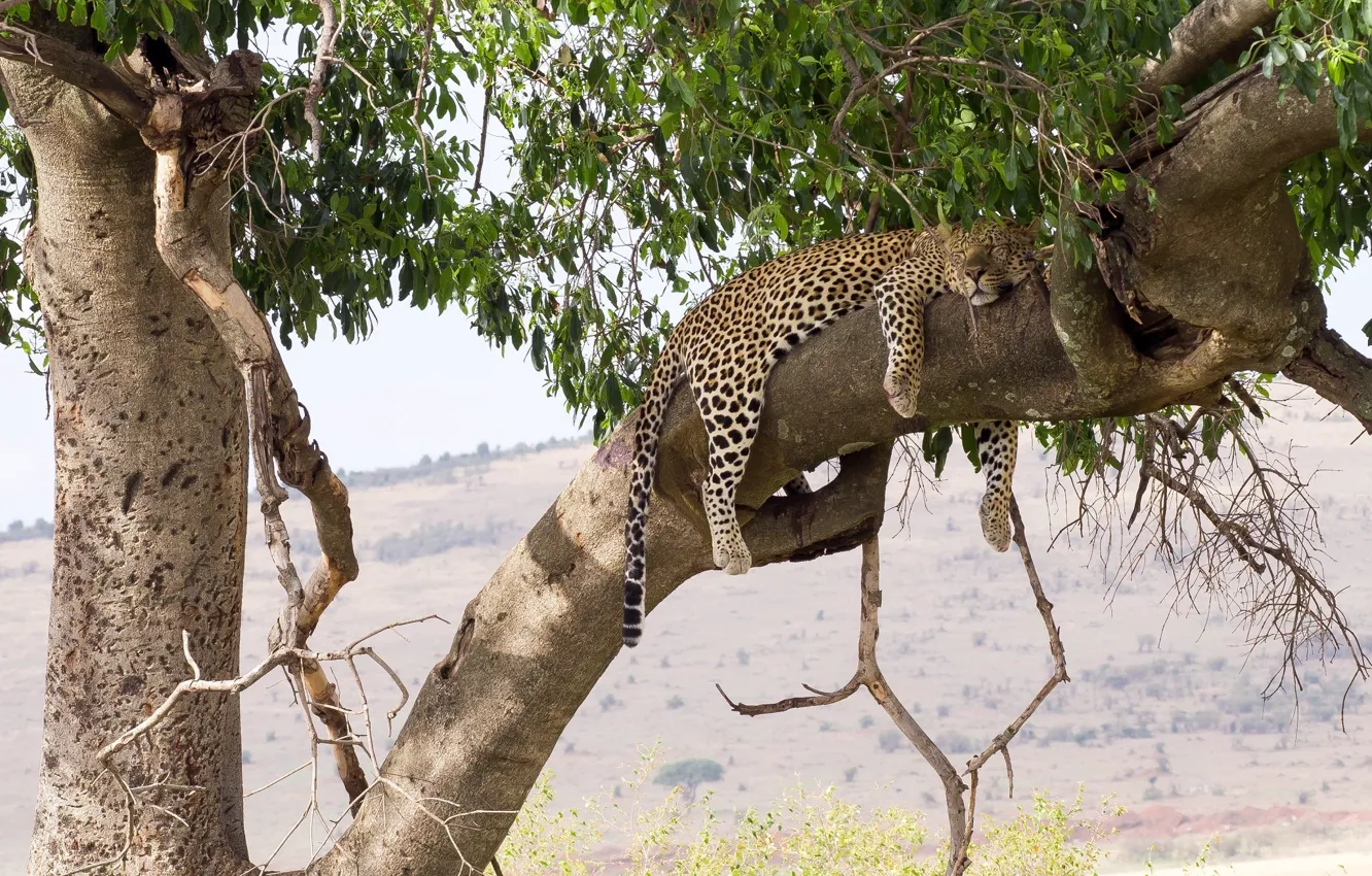 Фото обои отдых, сон, хищник, леопард, лежит, дикая кошка, на дереве