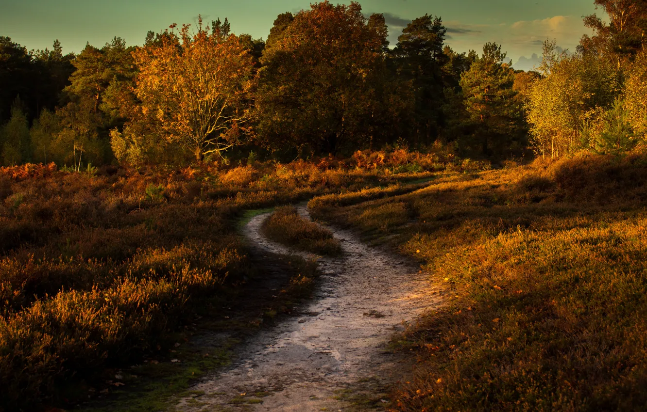 Фото обои дорога, поле, осень, лес, трава, деревья, листва, кусты
