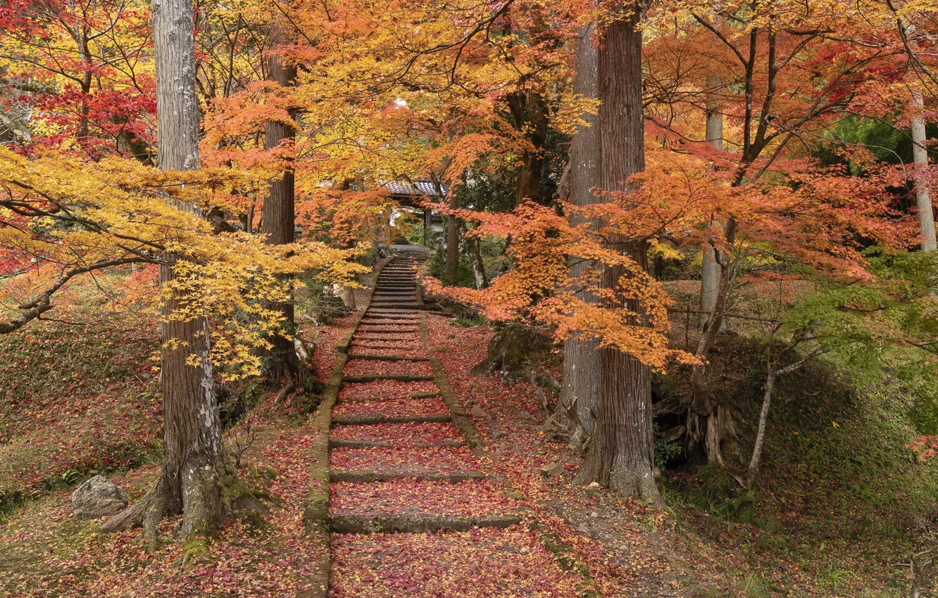 Фото обои осень, деревья, парк, листва, Япония