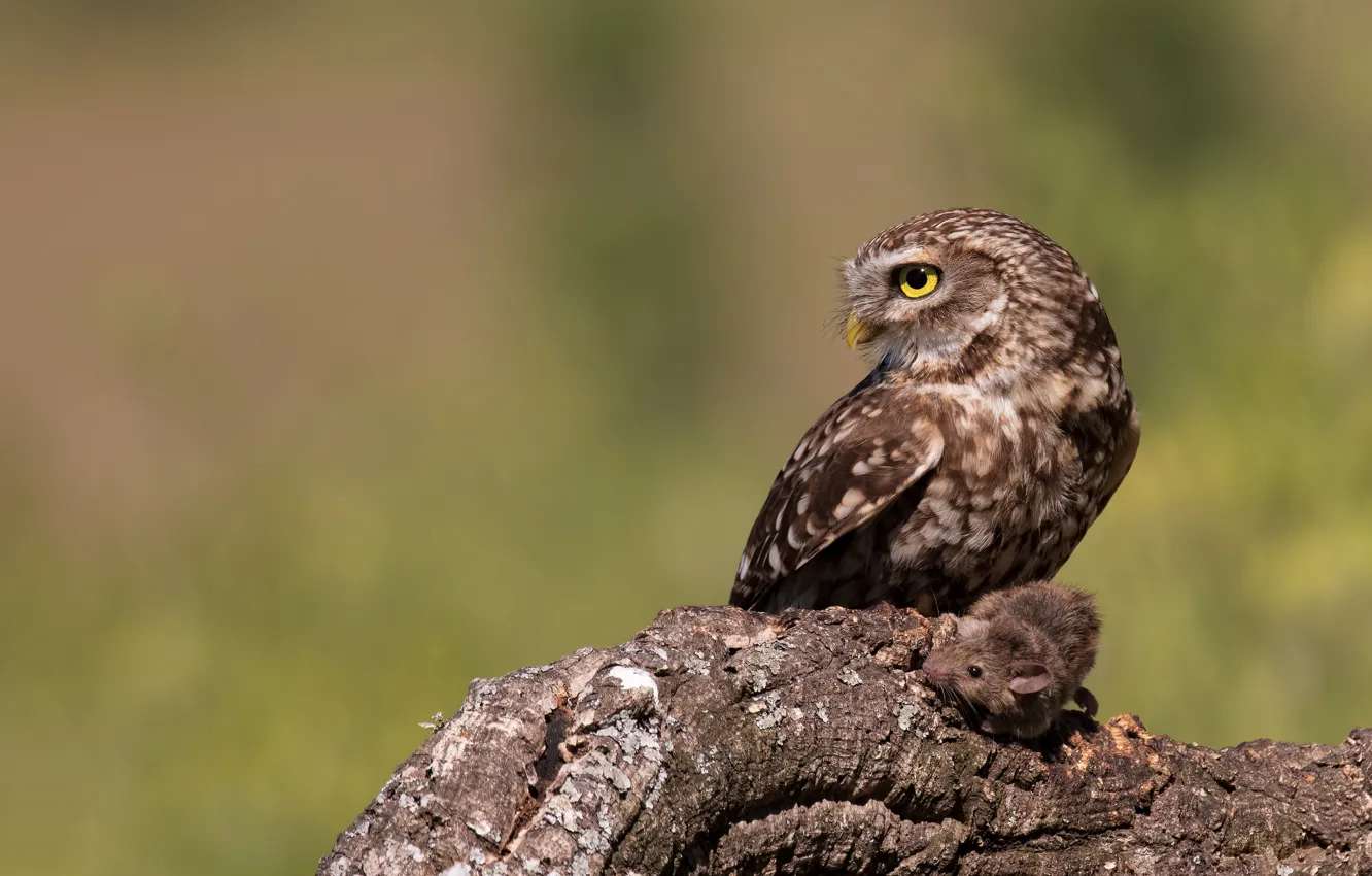 Фото обои взгляд, ветки, фон, сова, птица, хищник, мышь, профиль