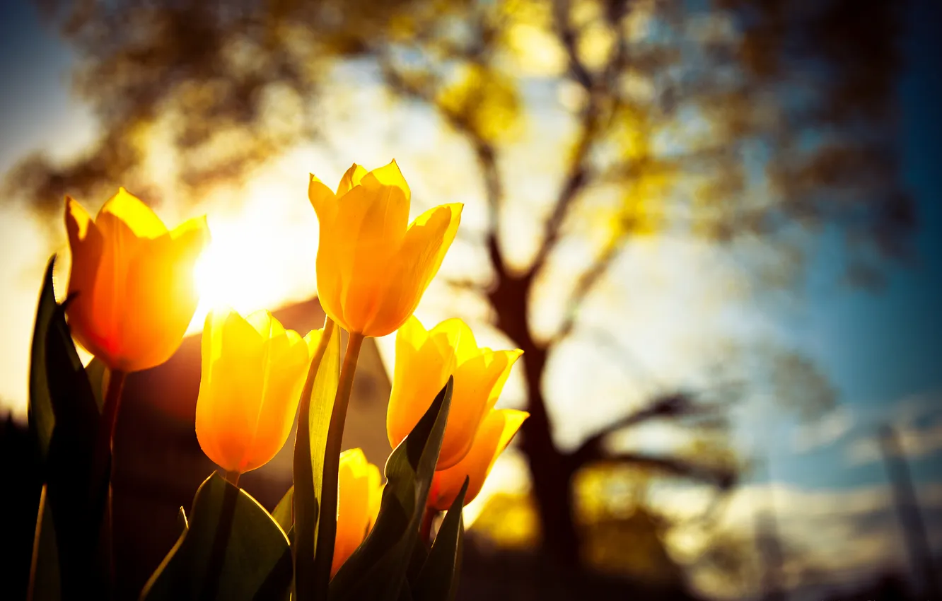 Фото обои свет, цветы, природа, тюльпаны