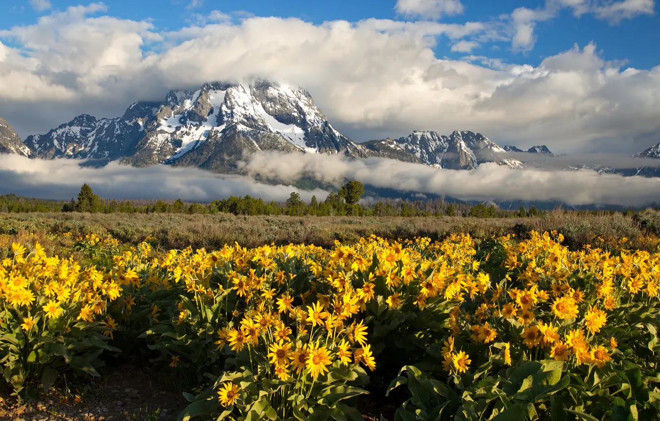 Фото обои цветы, горы, Grand Teton National Park