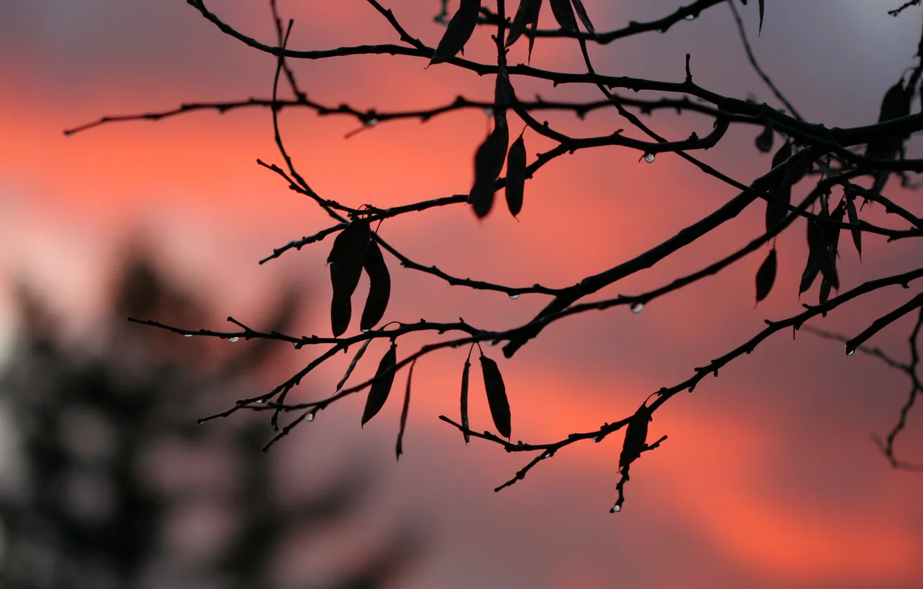 Фото обои осень, капли, закат, природа, голая, ветка
