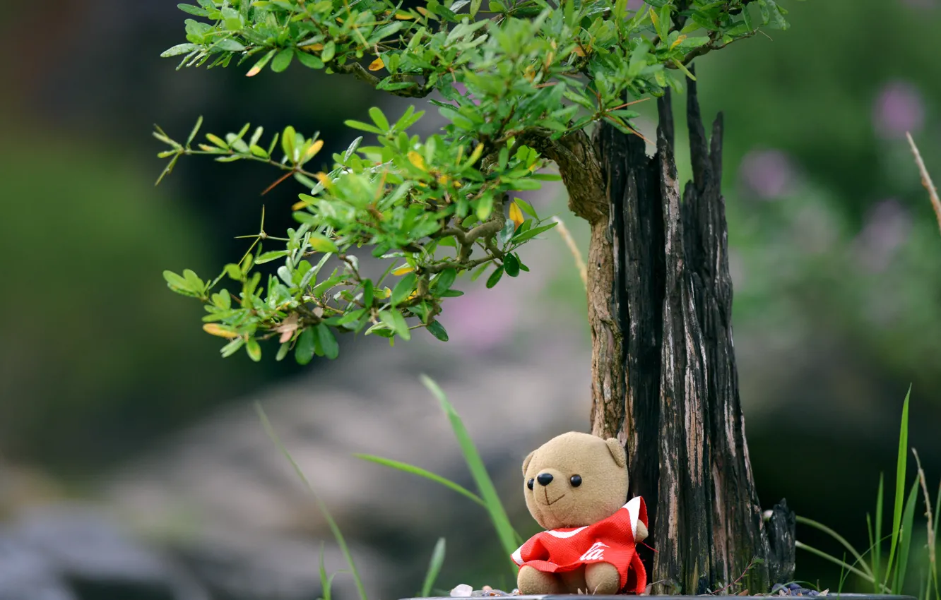 Фото обои дерево, игрушка, медвежонок