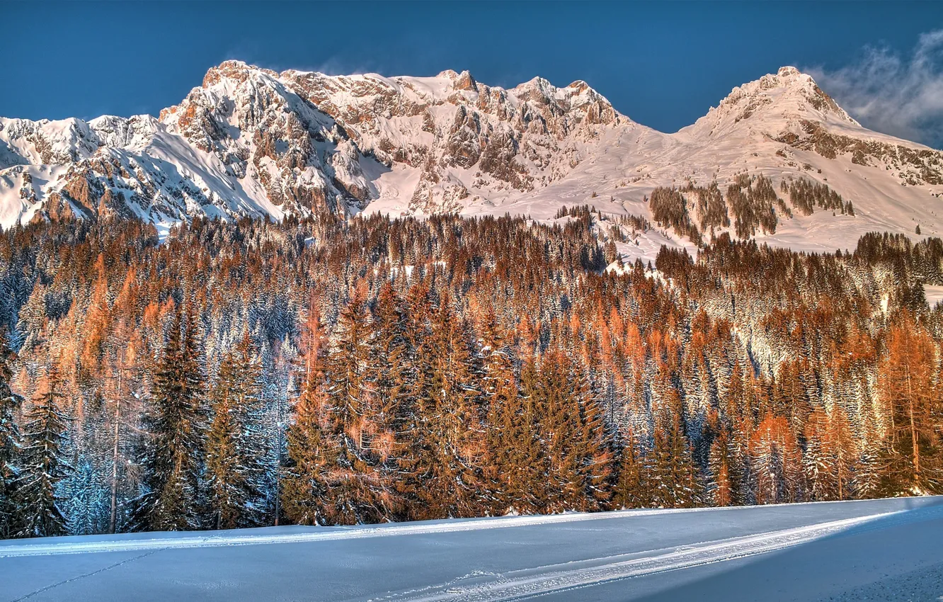 Фото обои зима, лес, снег, деревья, горы