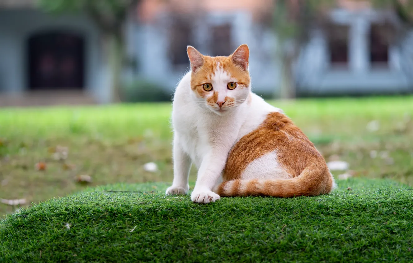 Фото обои кошка, трава, кот, взгляд, морда, поза, дом, газон