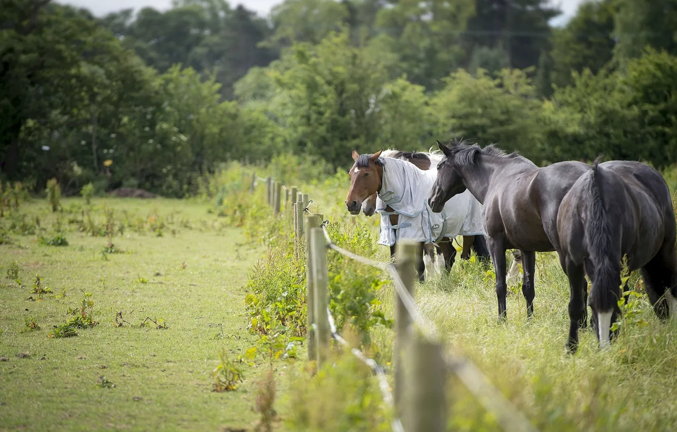 Фото обои кони, ограда, лошади, загон, попона