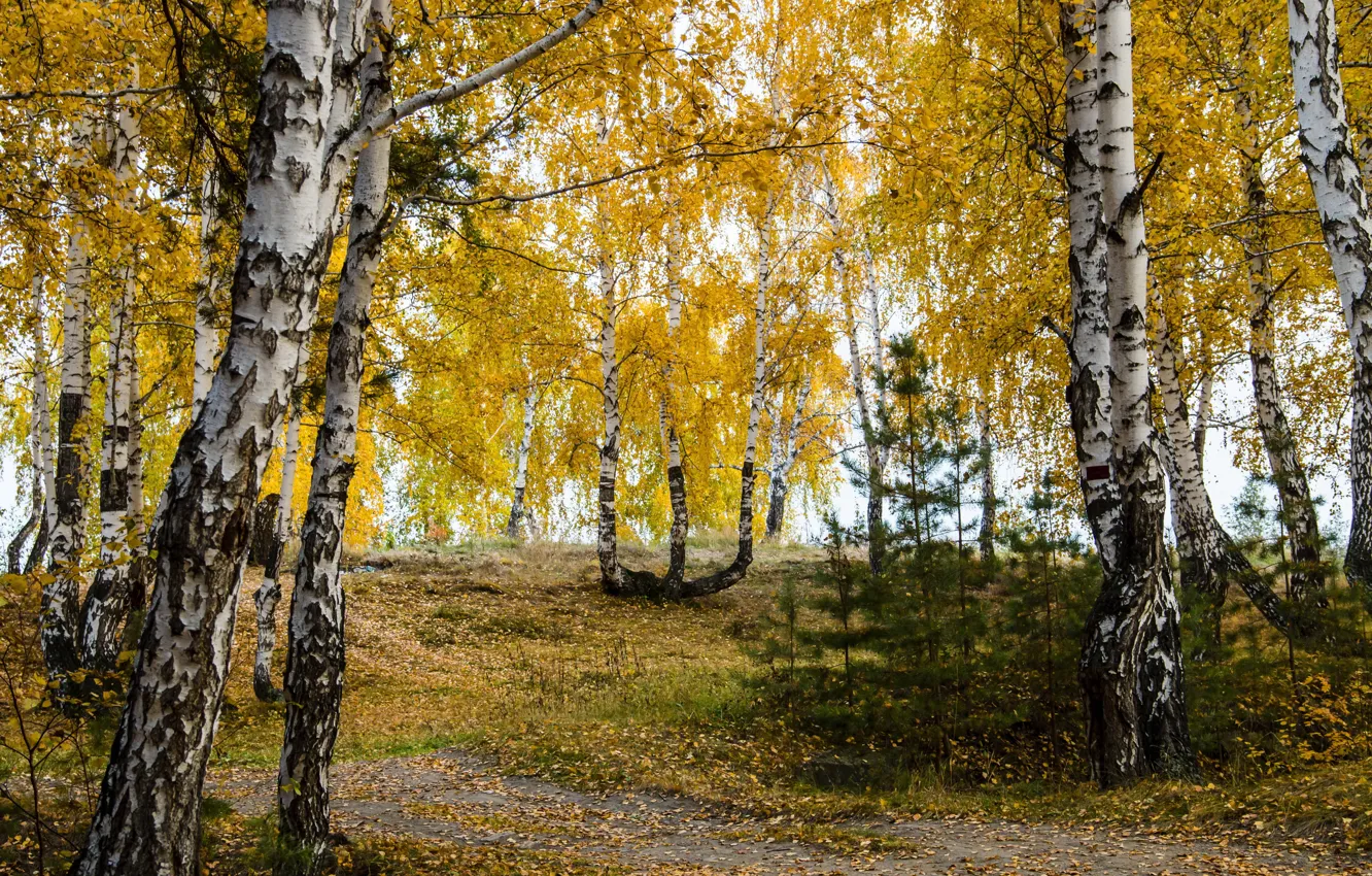 Фото обои осень, листья, природа, фото, березы