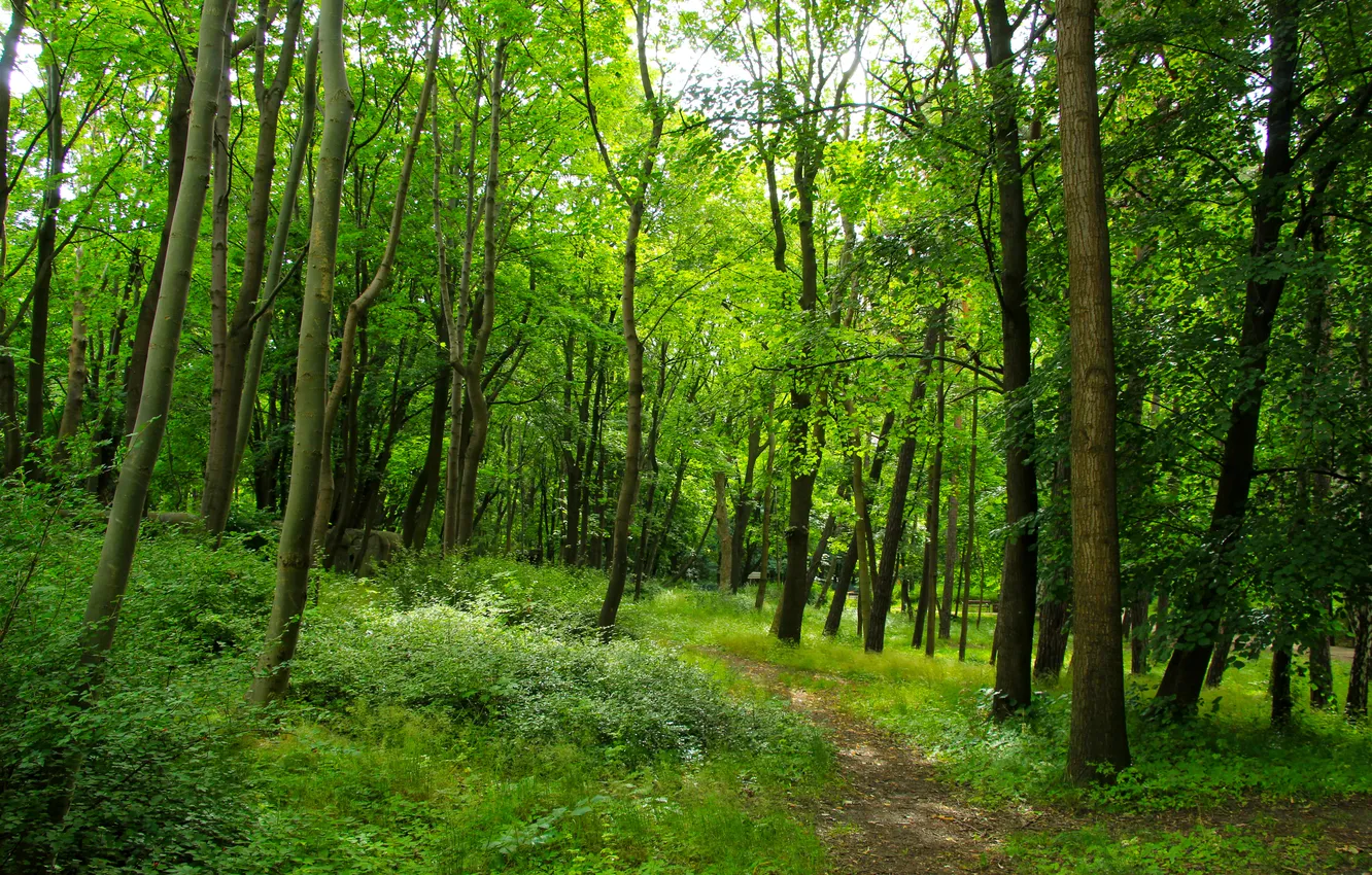 Фото обои forest, nature, park, tree, alley