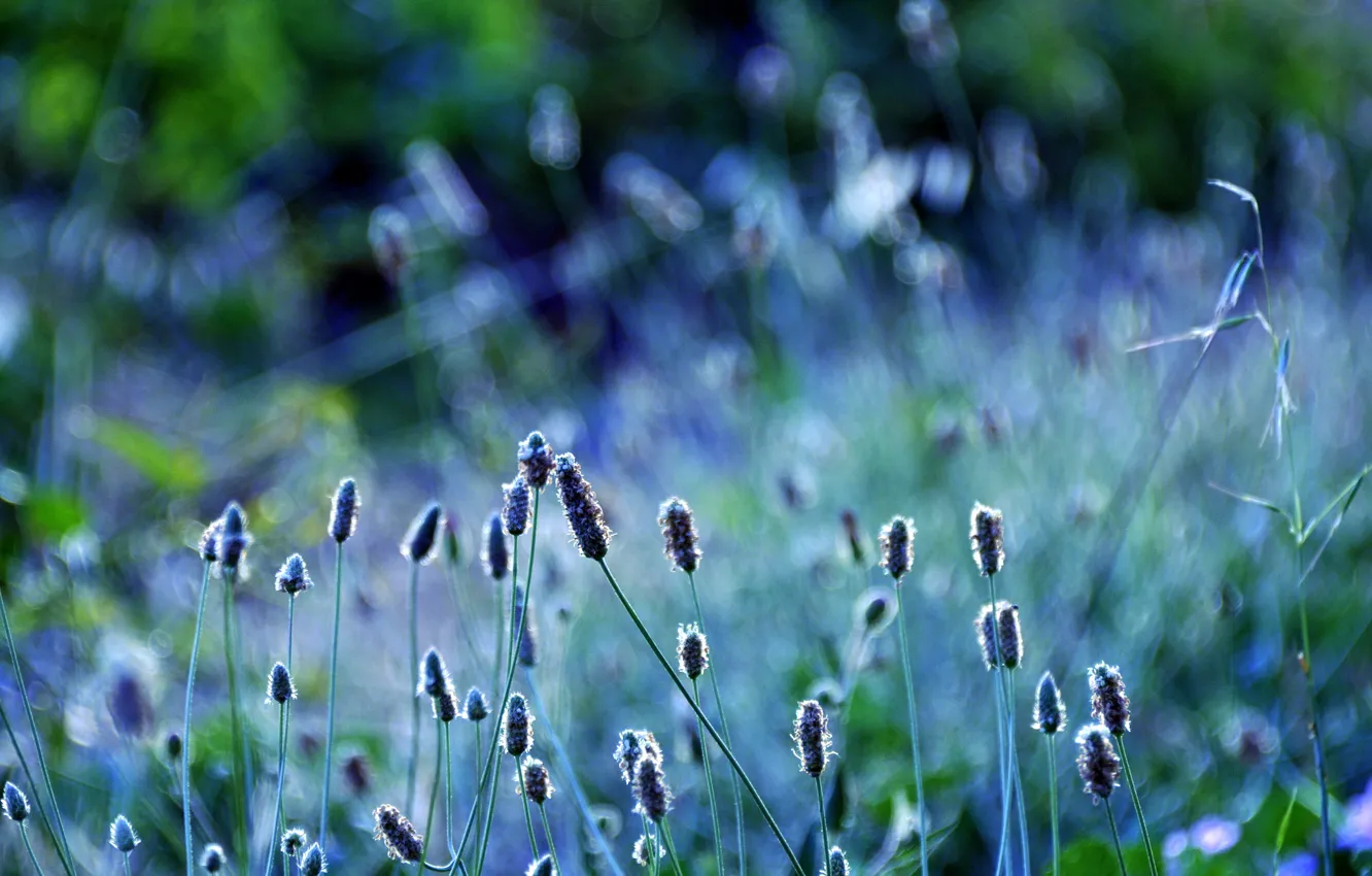 Фото обои макро, природа, растения, колоски, цвет, размытость, зелень, трава