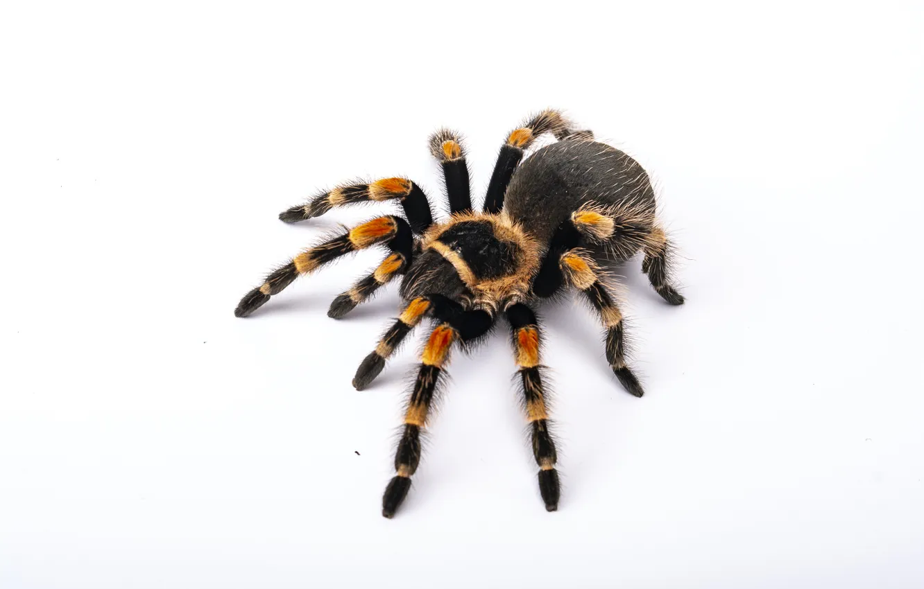 Фото обои spider, white, halloween, background, animal, tarantula, isolated