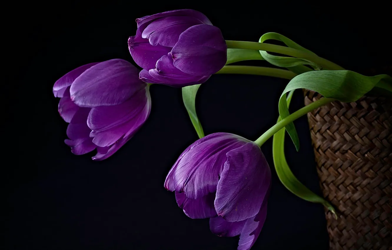 Фото обои цветы, корзина, тюльпаны, композиция