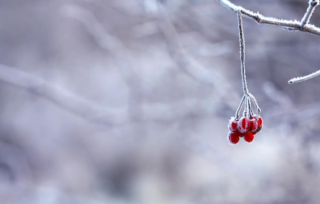 Фото обои зима, иней, снег, ягоды, ветка, красные