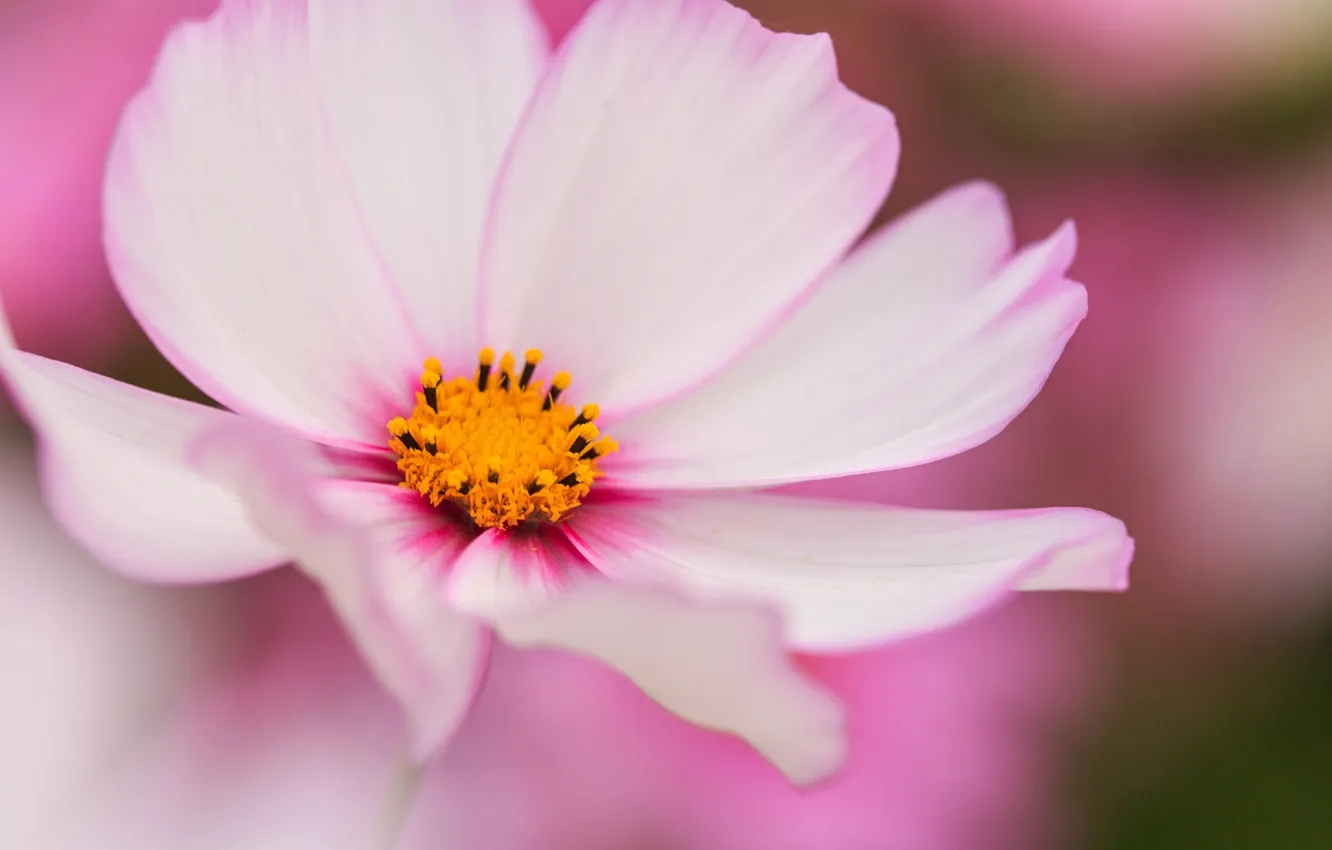 Фото обои цветок, макро, космея, бело-розовая