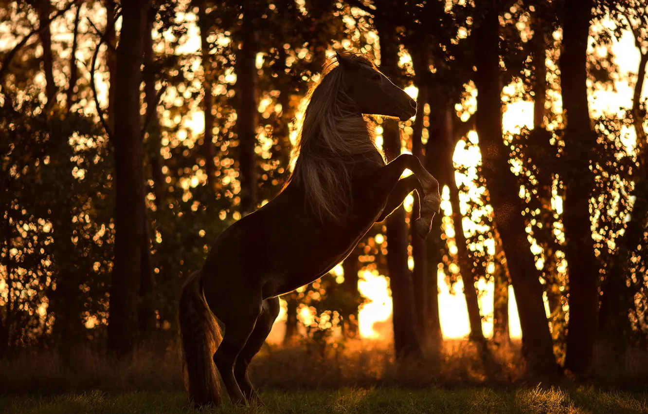 Фото обои природа, фон, конь