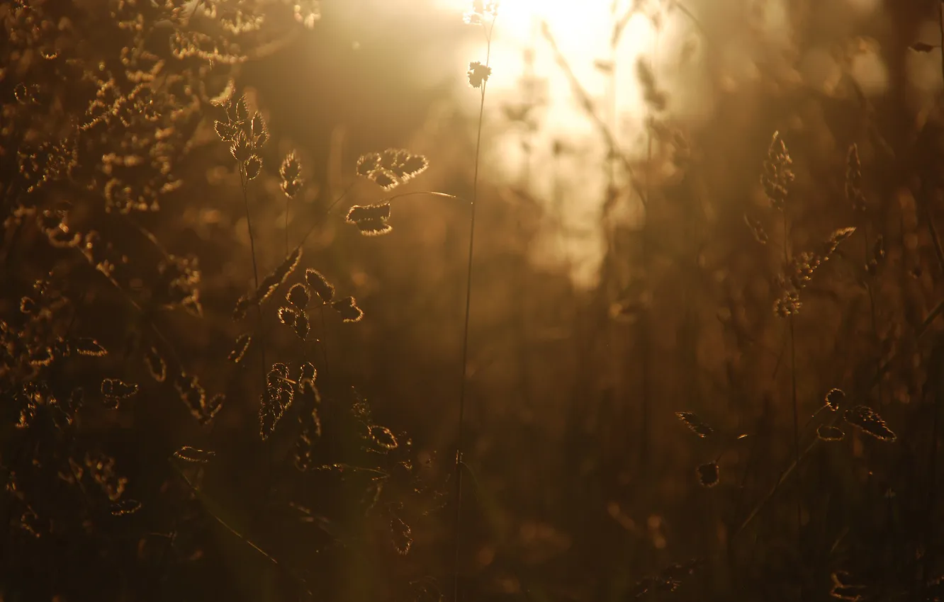 Фото обои поле, трава, солнце, свет, фото, ветер, колоски, колосья