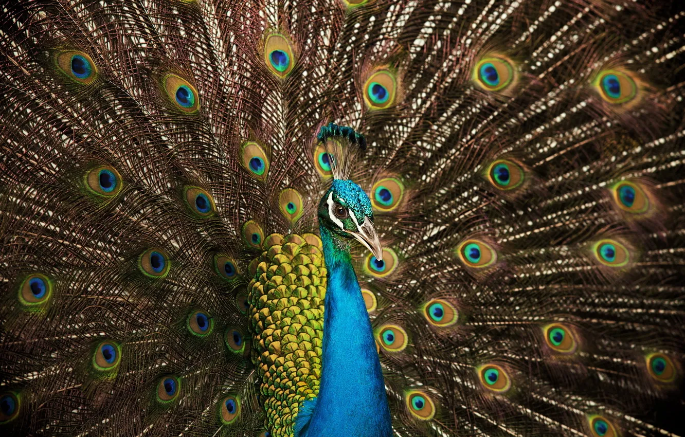 Фото обои colorful, bird, peacock
