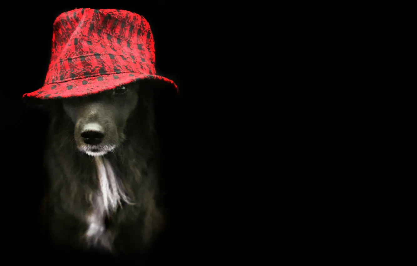 Фото обои взгляд, друг, собака, шляпа