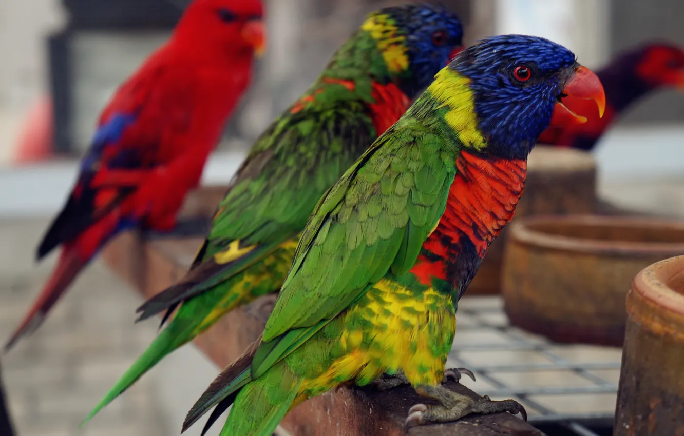 Фото обои wallpaper, colourful, bird, birds, magnificent, high, sharp, splendid