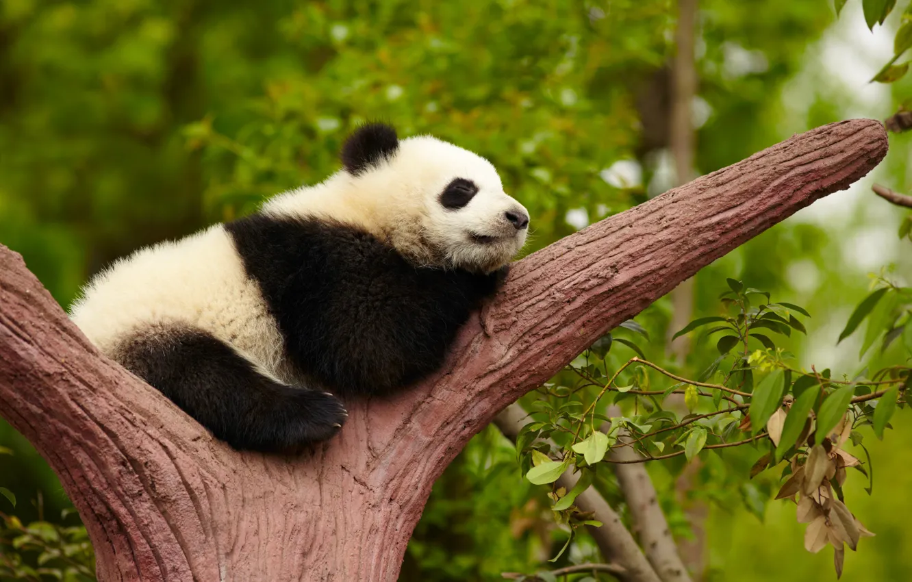 Фото обои China, Дерево, Панда, Китай, Giant panda, Гигантская панда, Исследовательский центр по разведению панд в Чэнду, …