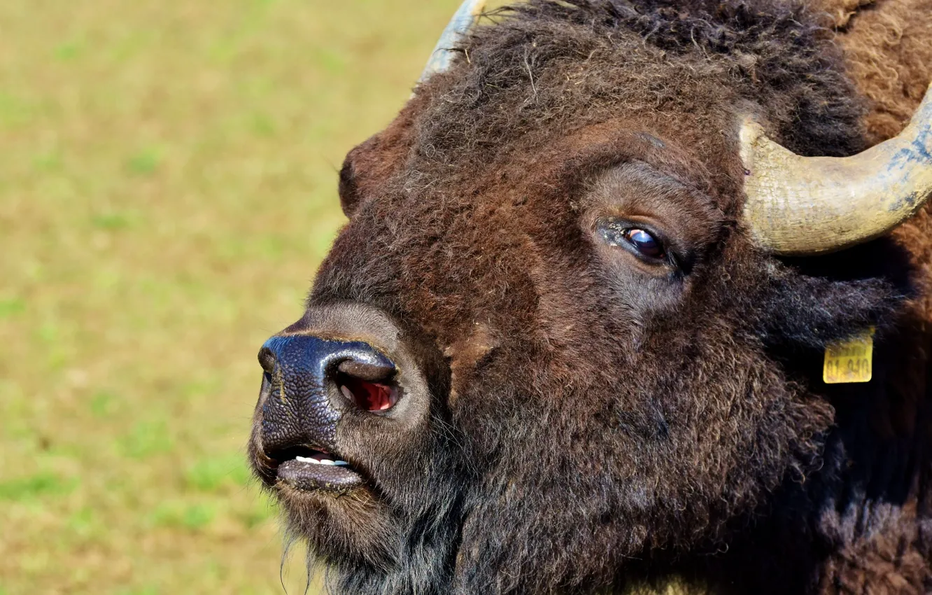 Фото обои horns, buffalo, bison, american bison, closeup of of yak
