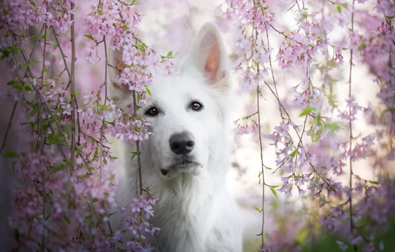 Фото обои взгляд, морда, ветки, вишня, собака, сакура, цветение, цветки