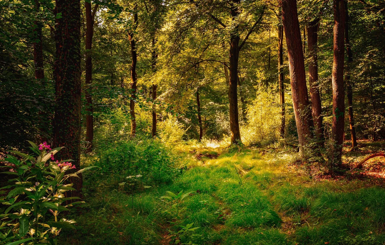 Фото обои лес, лето, трава, деревья