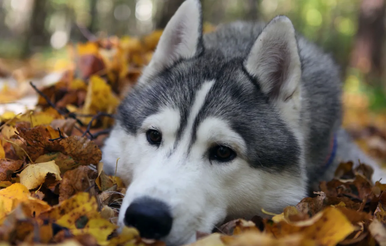 Фото обои осень, лес, листья, природа, Собака, хаски, порода, грустные. глаза