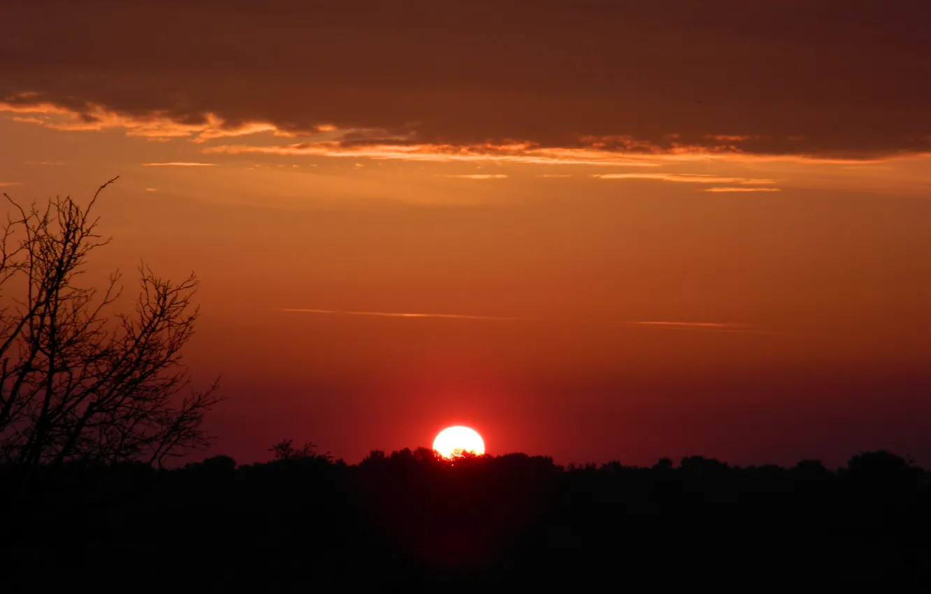 Фото обои cloud, tree, sunrise