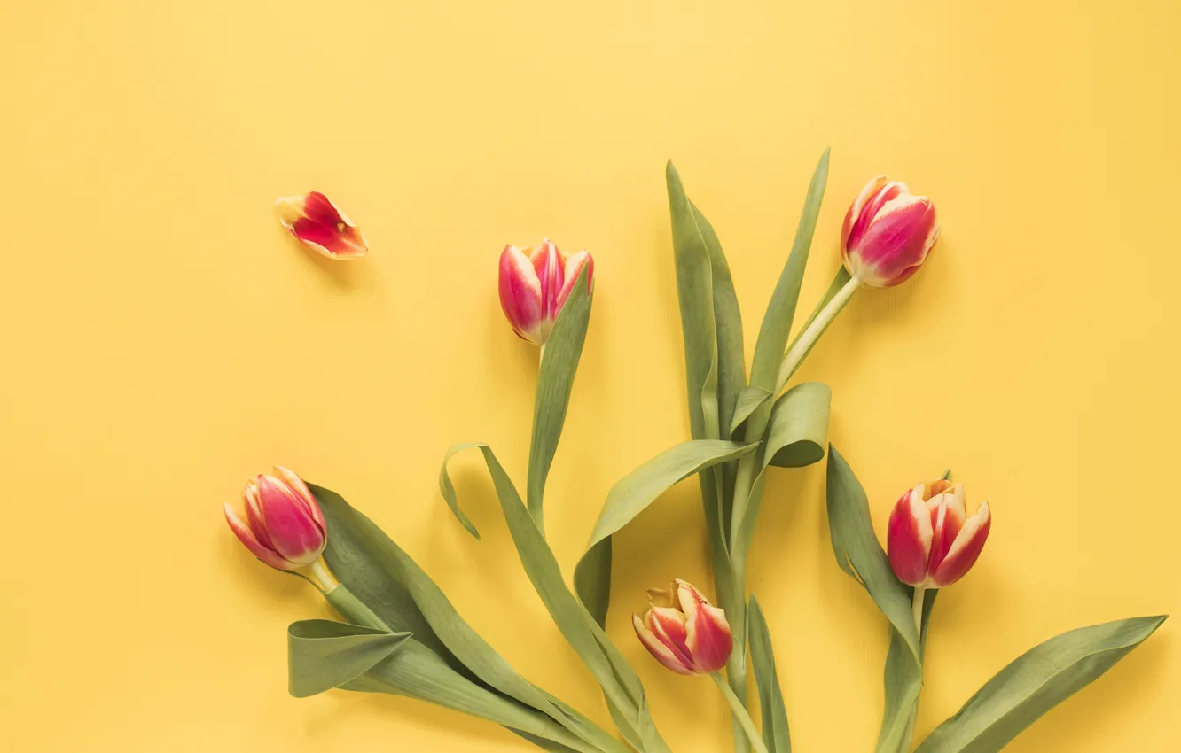 Фото обои цветы, тюльпаны, красные, red, fresh, желтый фон, flowers, tulips