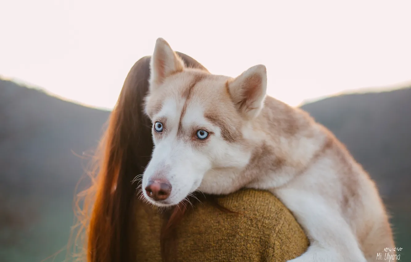 Фото обои взгляд, морда, девушка, собака, голубые глаза, хаски, Ульяна Мизинова
