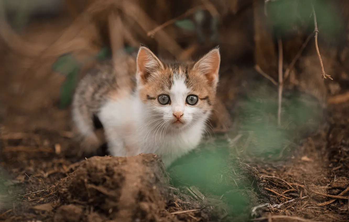 Фото обои взгляд, размытость, малыш, мордочка, котёнок, Владимир Васильев