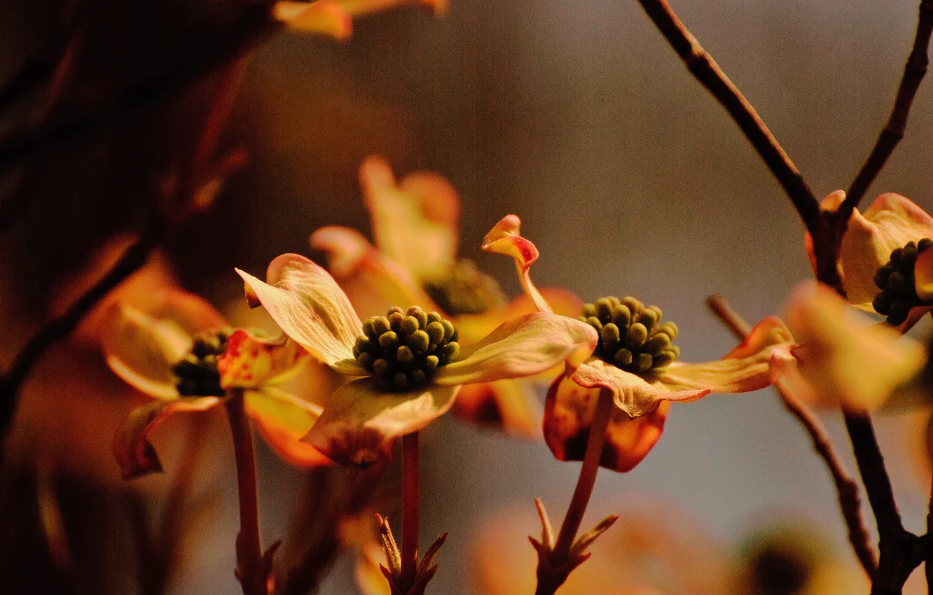 Фото обои цветы, природа, macro, dogwoods in the waning light