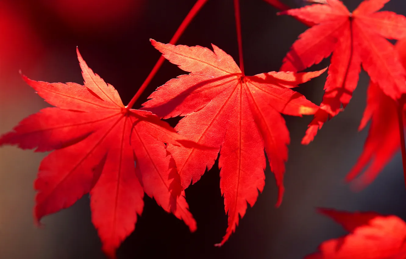 Фото обои осень, листья, клен, багрянец