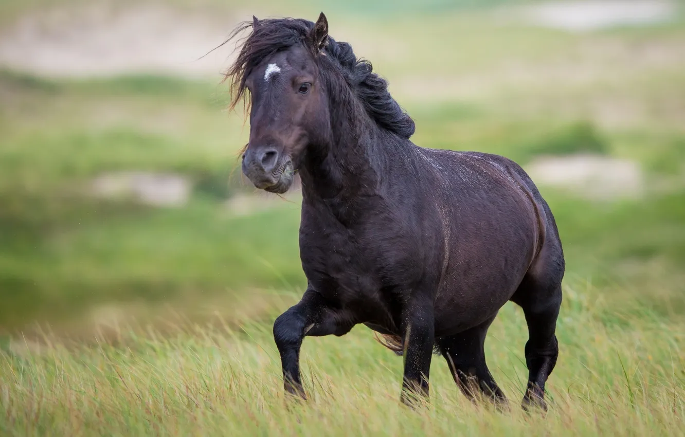 Фото обои трава, конь, черный, лошадь, пастбище, грива, вороной