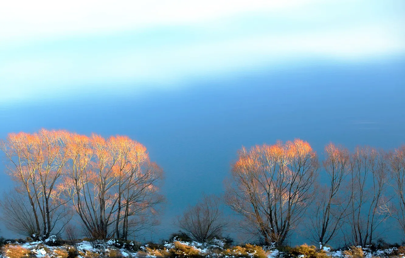 Фото обои небо, снег, деревья