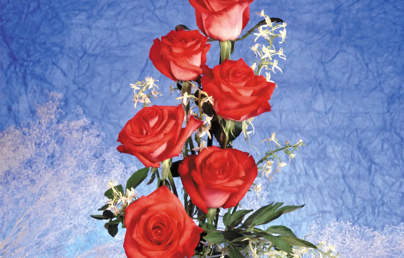 Фото обои фон, розы, красные