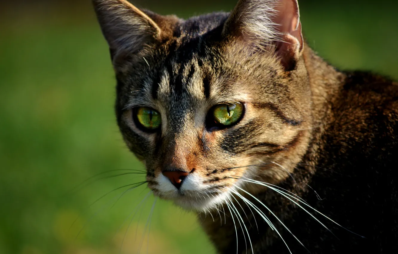 Фото обои Кошка, Cat, Боке
