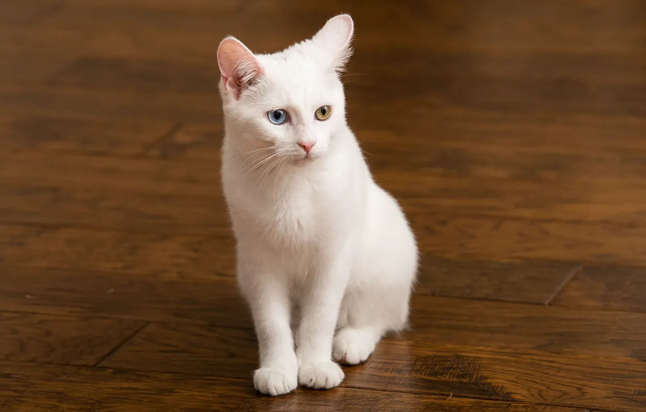 Фото обои белый, глаза, кот