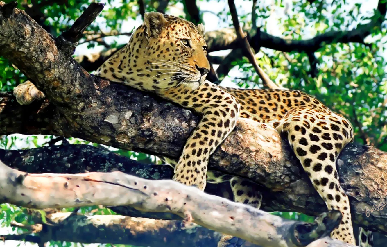 Фото обои взгляд, дерево, отдых, хищник, леопард