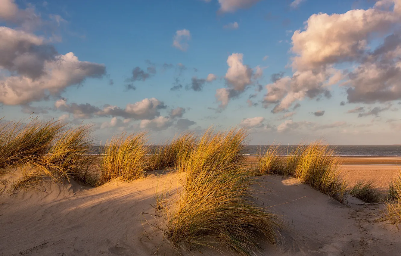Фото обои песок, трава, облака